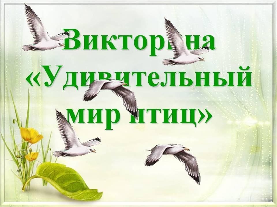 В мире птиц.